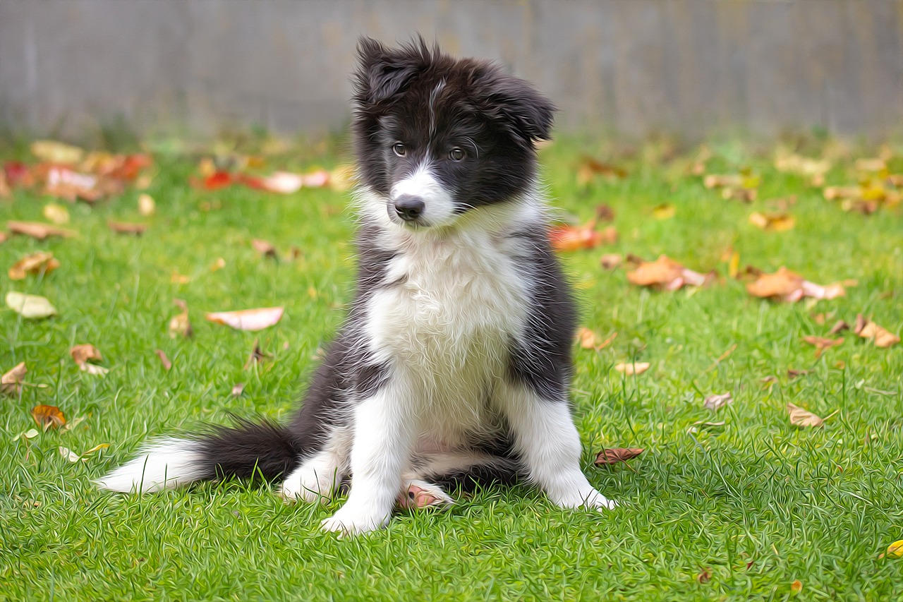 Border Collie